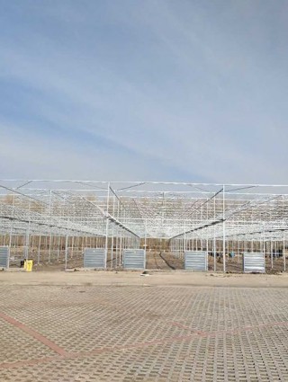 吉林省白城洮南富顺乡15000平米连栋薄膜温室